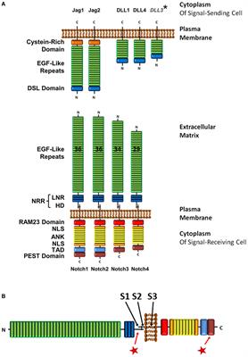 A Review of Notch Processing With New Insights Into Ligand-Independent Notch Signaling in T-Cells